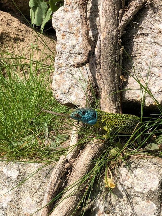 Casa Do Gaio-Turismo De Naturezaアロウカ エクステリア 写真