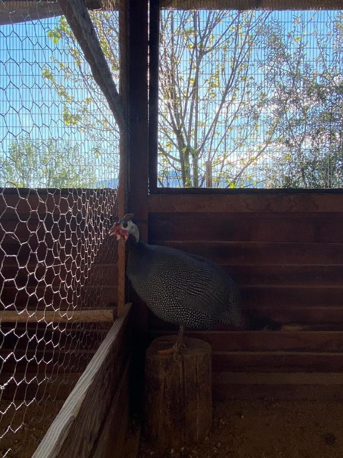 Casa Do Gaio-Turismo De Naturezaアロウカ エクステリア 写真