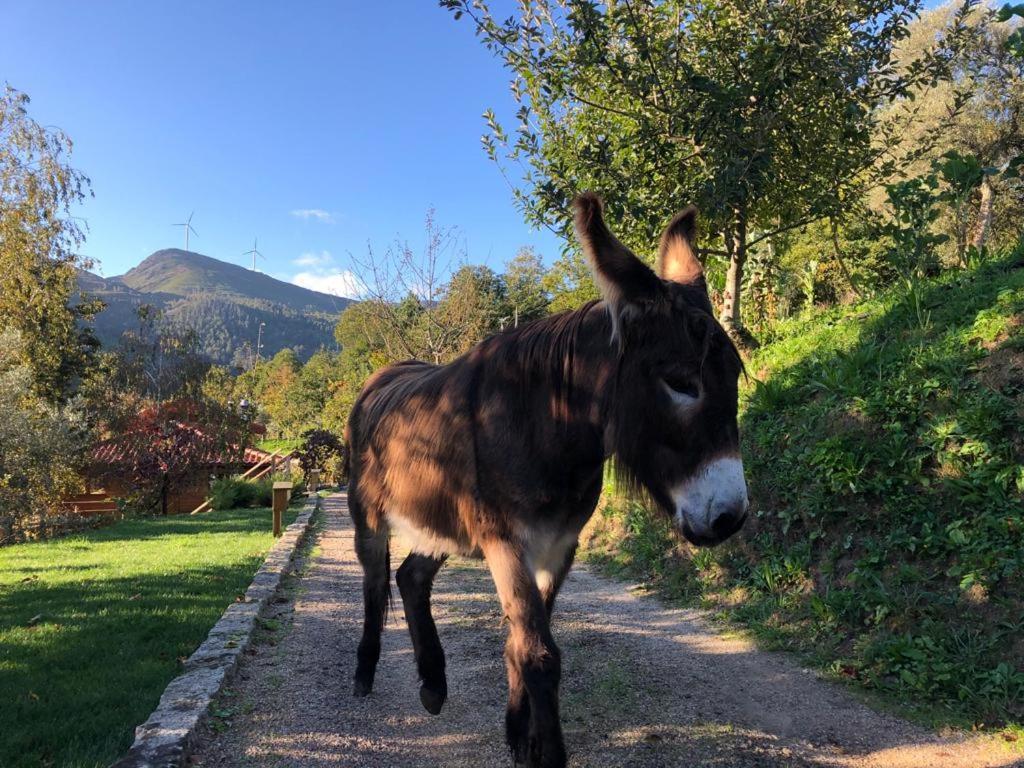 Casa Do Gaio-Turismo De Naturezaアロウカ エクステリア 写真
